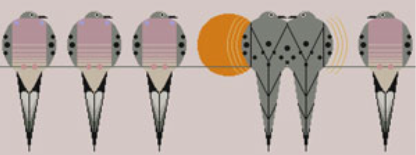 HC-G438 Good Lovin' Turtle Dovin'