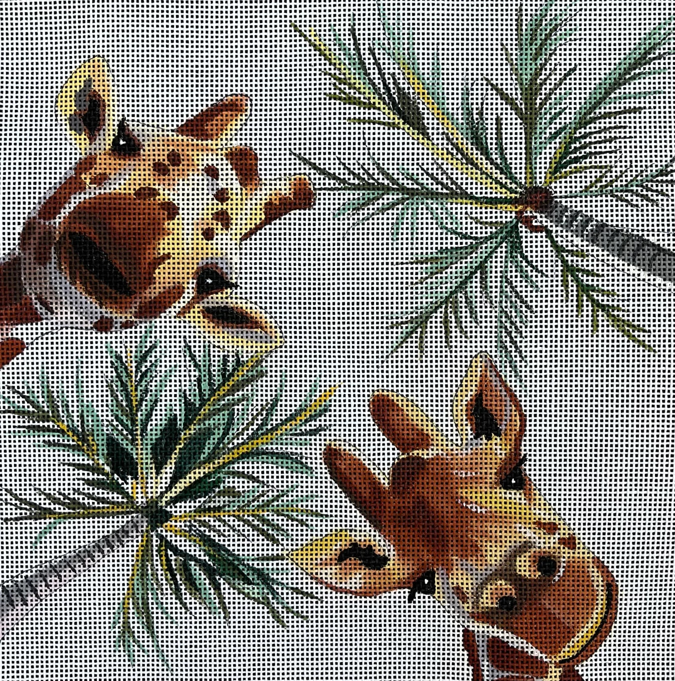 AN471 Giraffes Looking Down