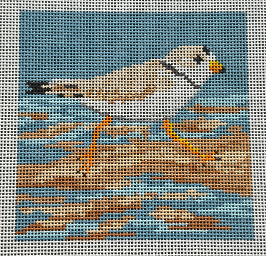 AOK148 Piping Plover