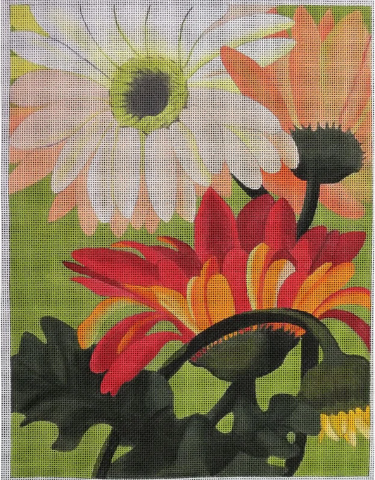 KD622 Peach Gerber Daisies