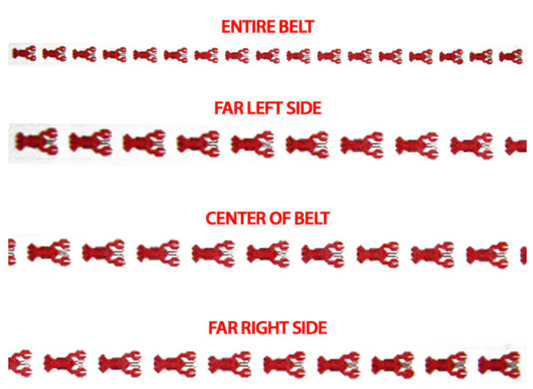 490 Lobsters Belt